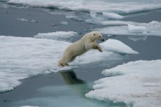 HANSE EXPLORER - Artic Polar Bears